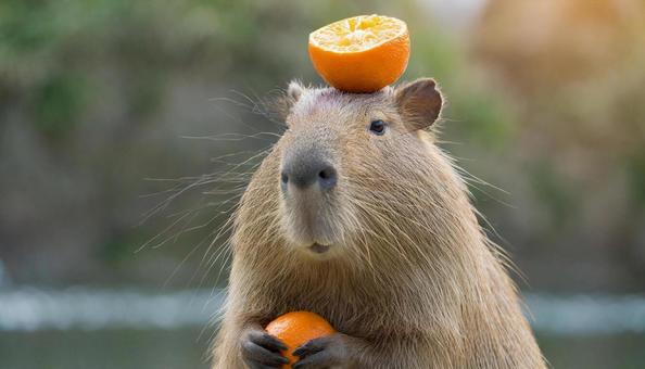 Capybara