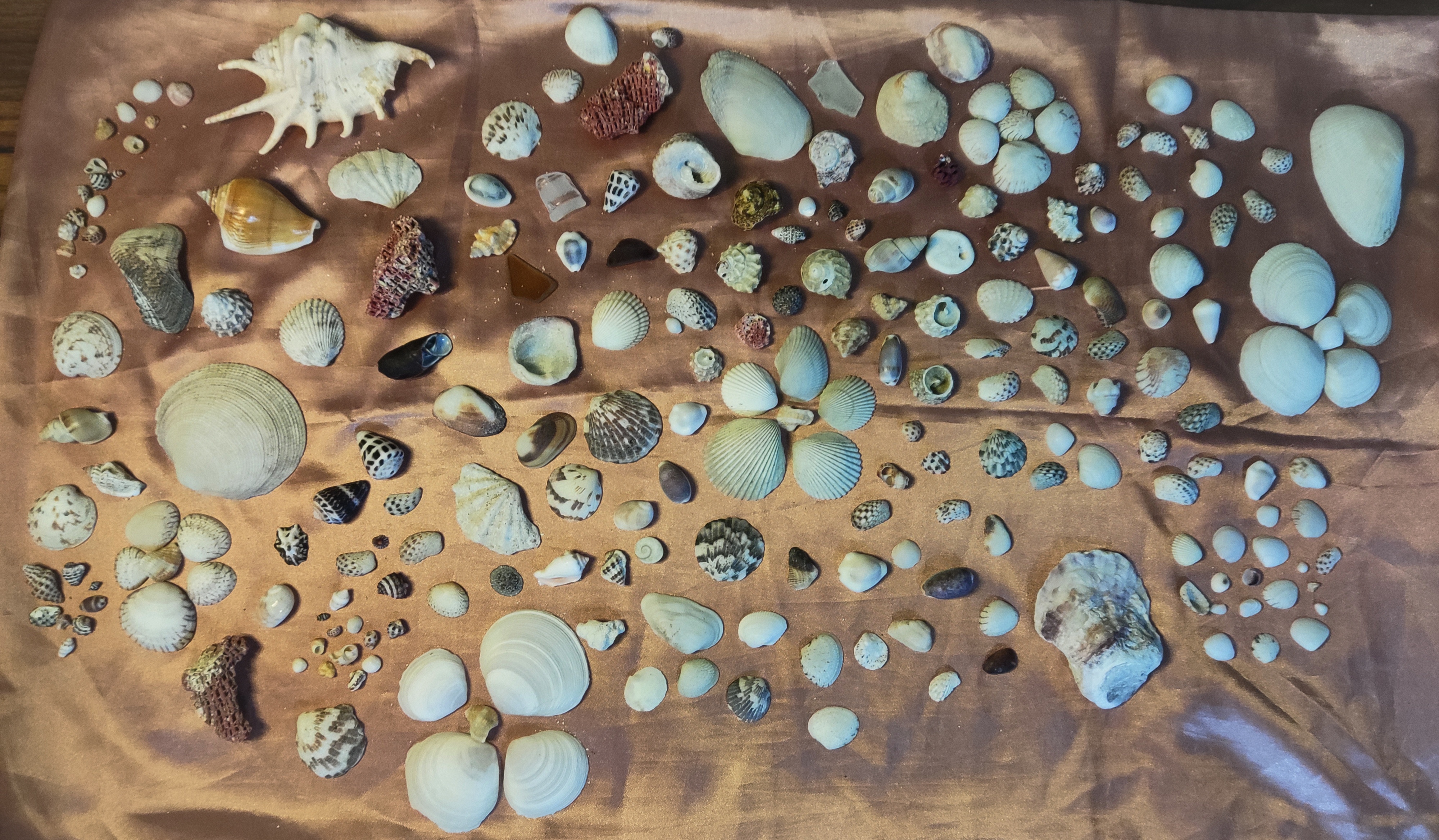 Shell Collection
